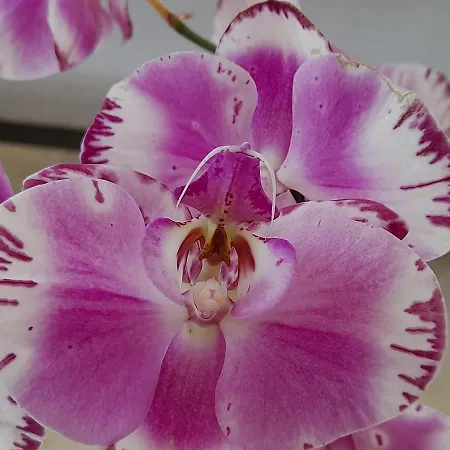 Bed & Breakfast La Clé De Line Saint-Aubin-Sur-Mer (Calvados)