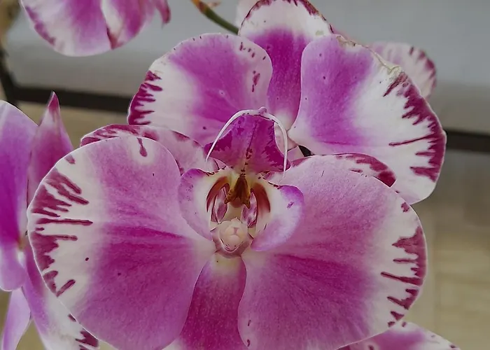 Bed & Breakfast La Cle De Line Saint-Aubin-Sur-Mer (Calvados)